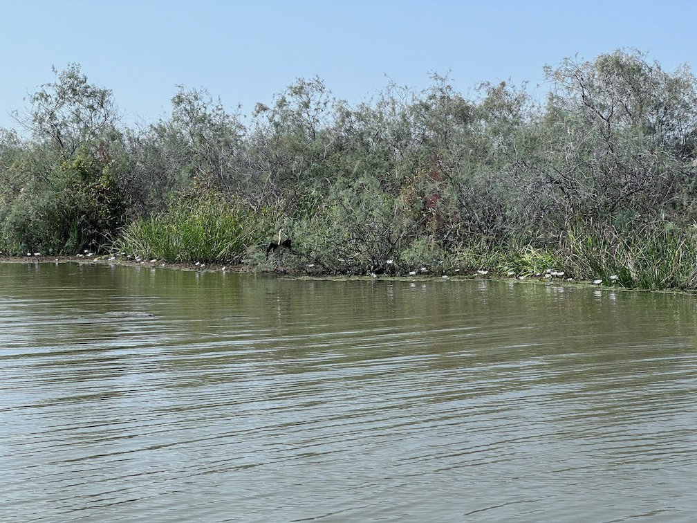 Green bushes grow on the shore of a calm lake in Djoudj.