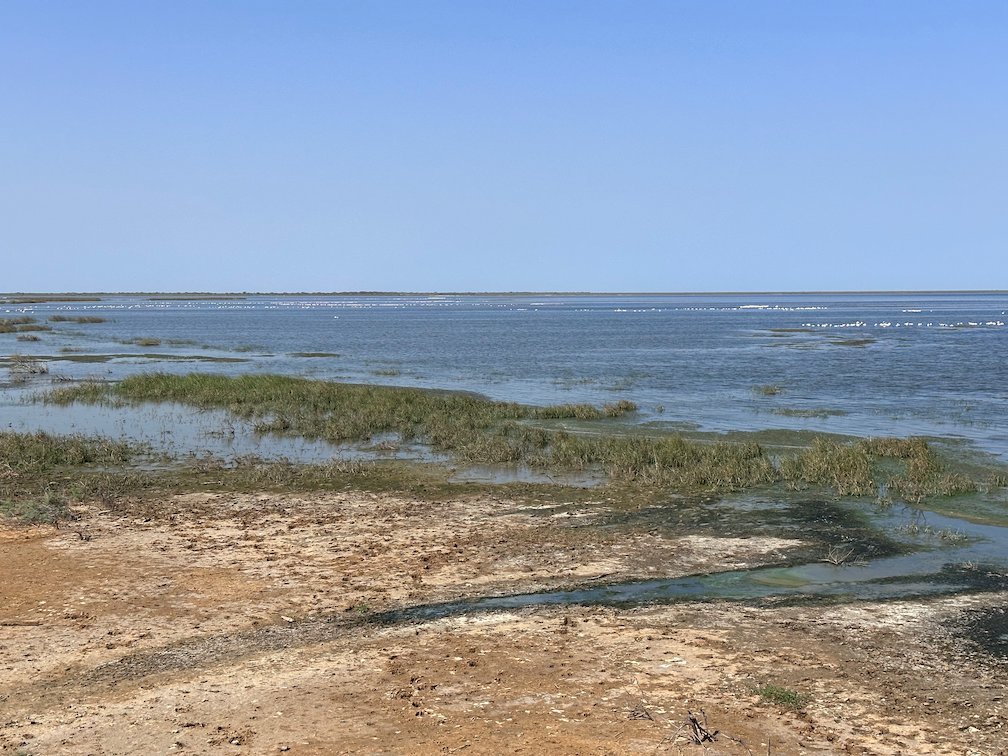 Green grass grows along the shore of a wide lake in Djoudj.
