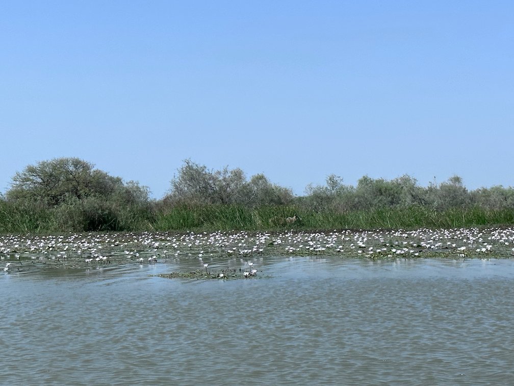 Many white birds rest on the water near green trees in Djoudj.