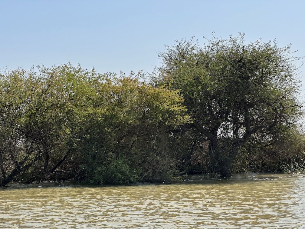 A large green tree grows at the edge of the lake in Djoudj.