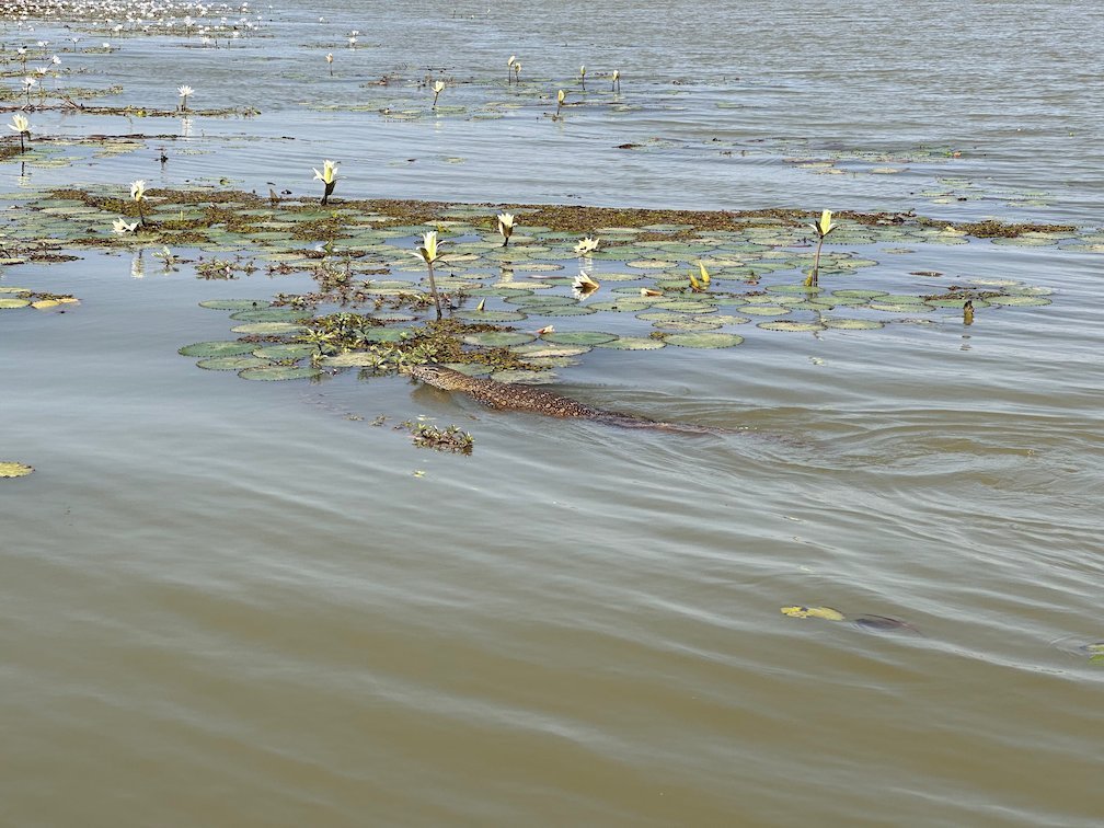White lily buds rise from the water in Djoudj.