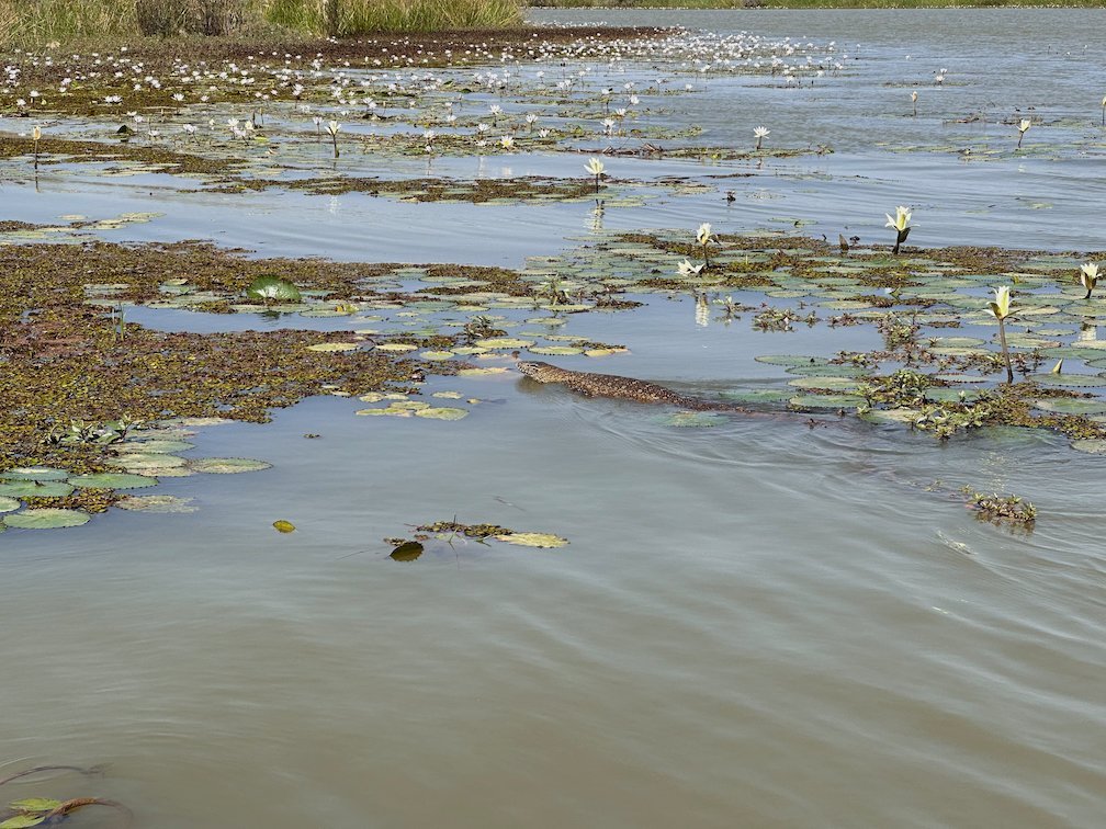Lily pads and flowers float on the brown water in Djoudj.