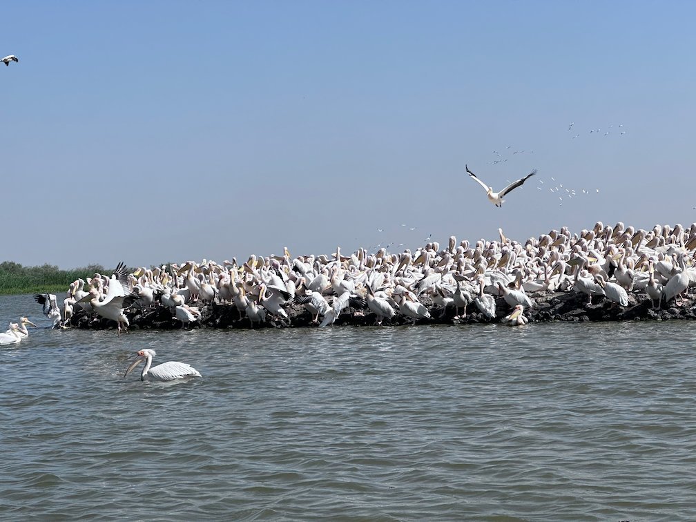 Hundreds of great white pelicans crowd together on the water in Djoudj.