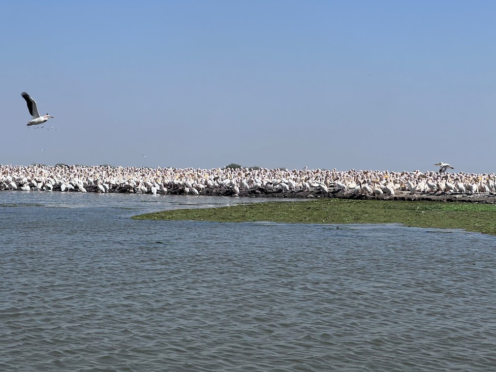 A pelican flies over a large flock on the lake in Djoudj.