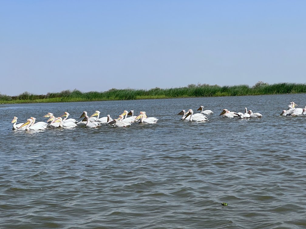 A row of white pelicans swims on the lake in Djoudj.