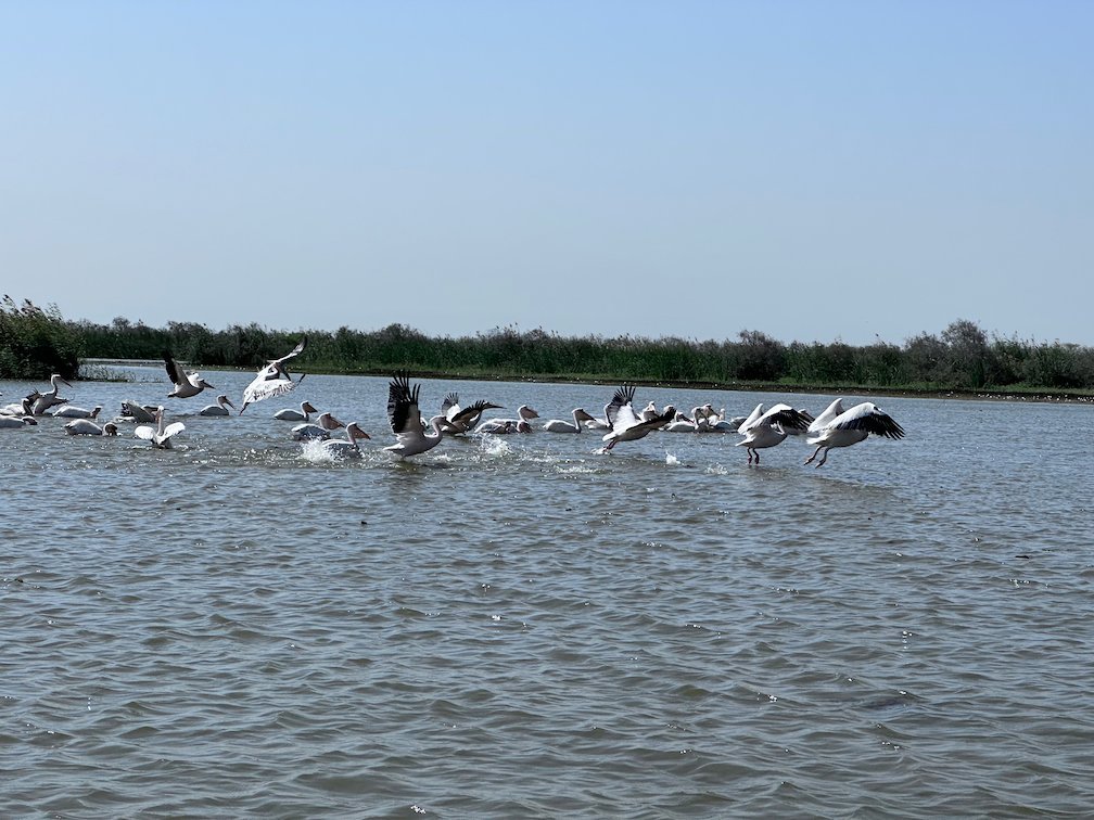 Pelicans take off from the water in Djoudj National Bird Park.
