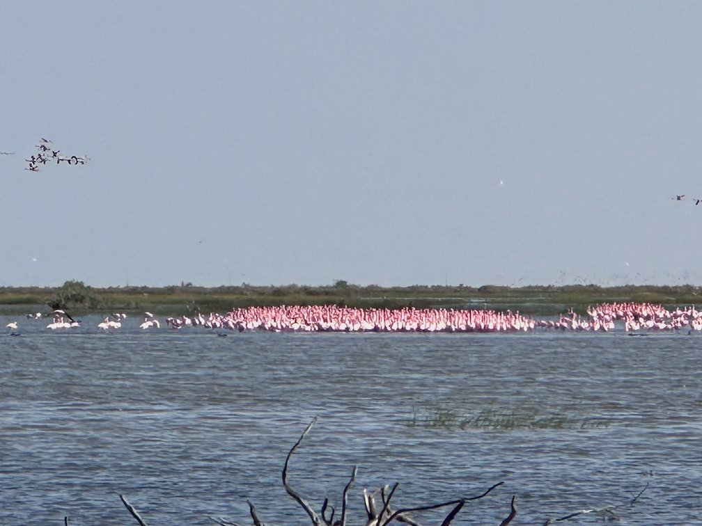 A long pink flock of flamingos stands on the lake in Djoudj.