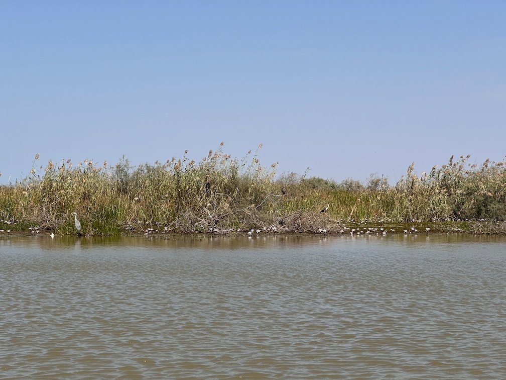 A low reed bed lies in the middle of the lake in Djoudj.