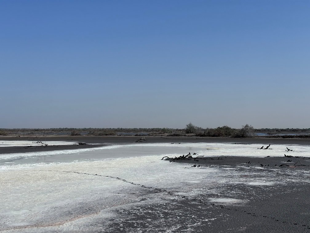 Birds stand on a pale salt flat in Djoudj National Bird Park.