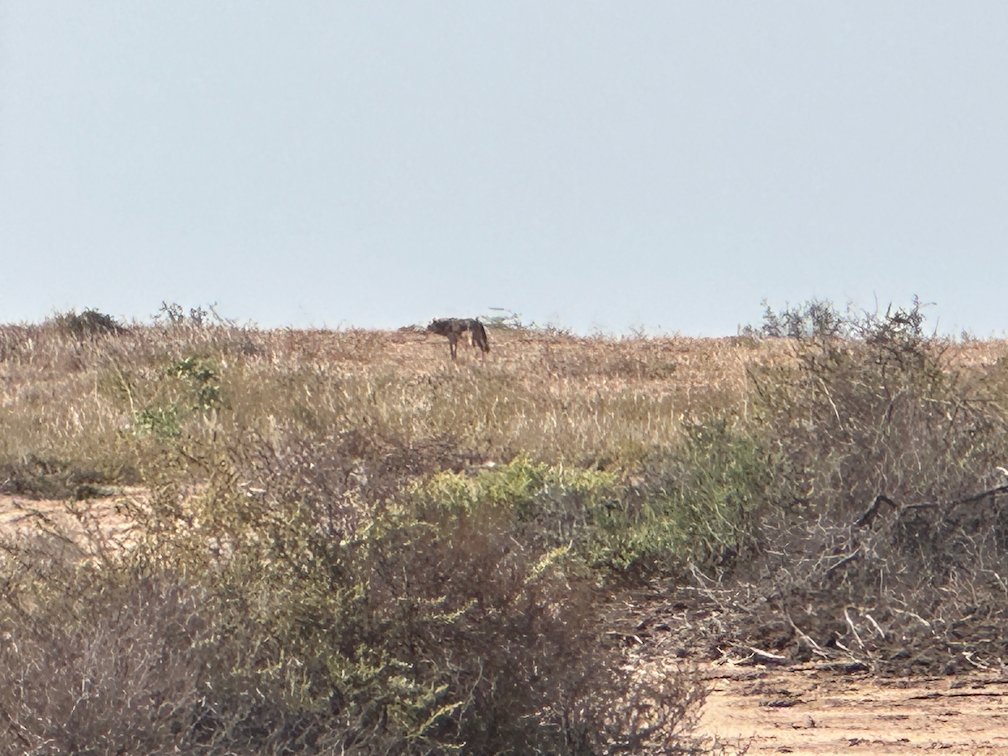 An animal walks in tall dry grass on the savanna in Djoudj.