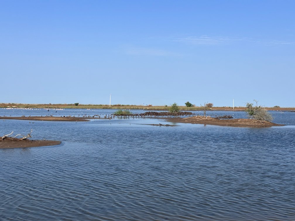 Small islands lie in a shallow lake in Djoudj.