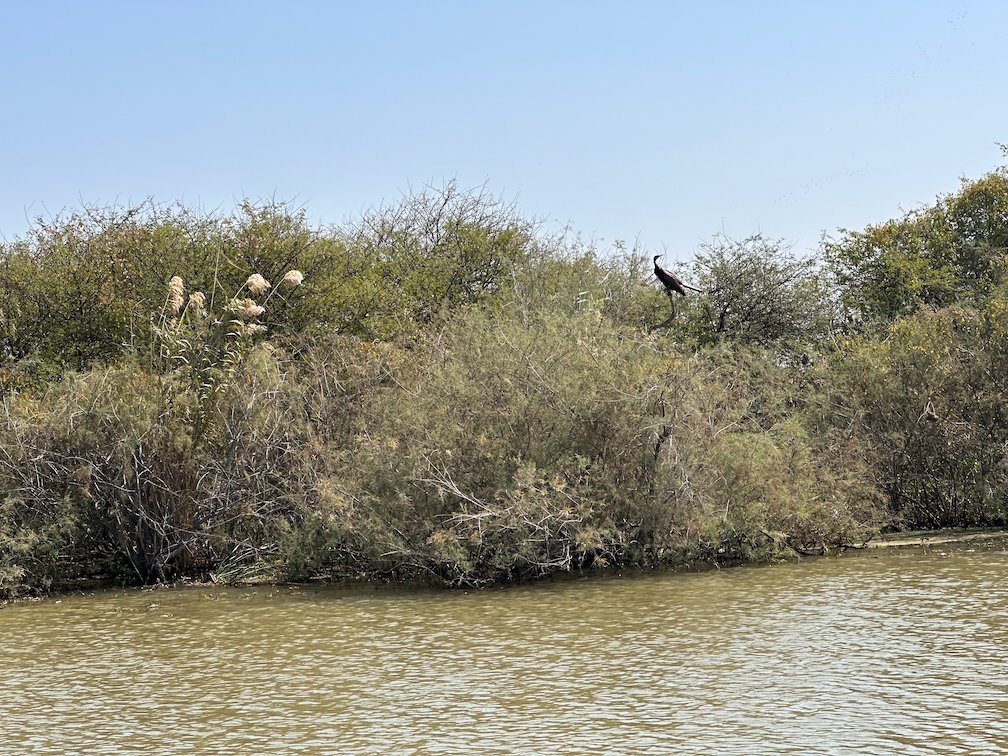 A dark bird sits in green shrubs by the water in Djoudj.