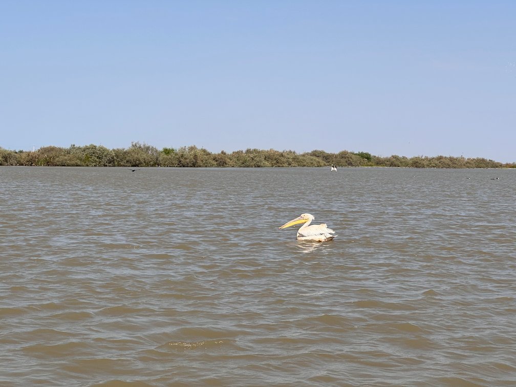 A single white pelican swims on the lake in Djoudj.