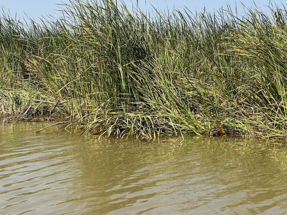 Tall green reeds grow at the edge of the water in Djoudj.