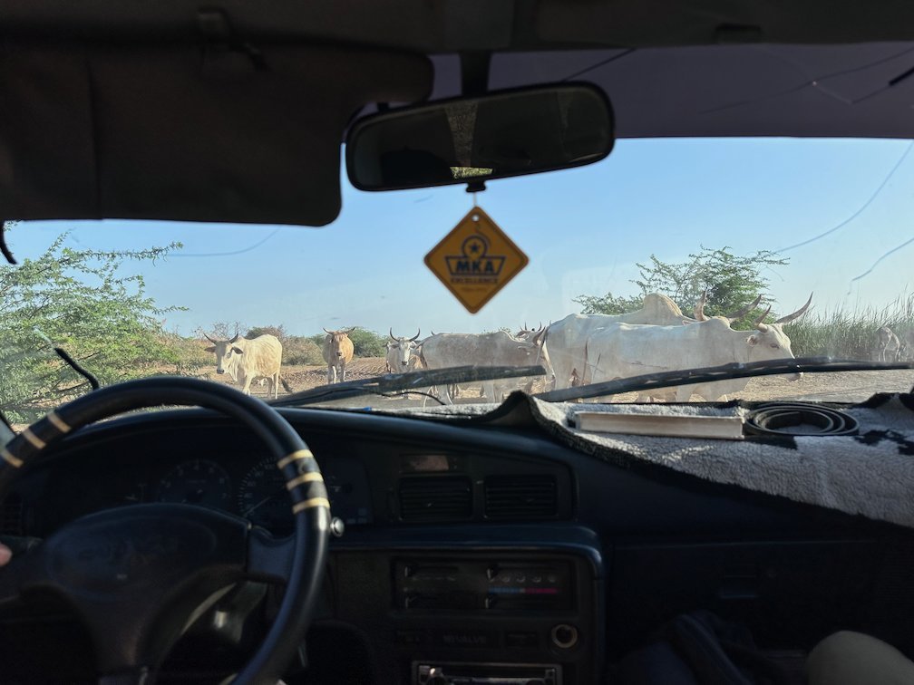 Cattle stand in front of a taxi on a dirt road near Djoudj.