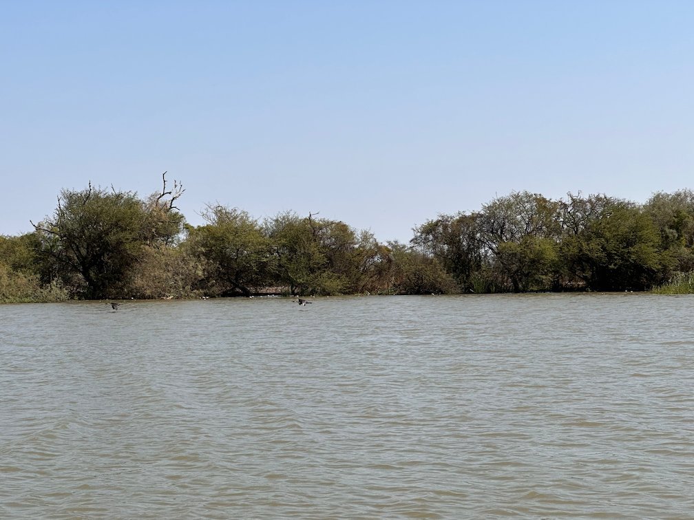 A line of trees stands on the far shore of the lake in Djoudj.