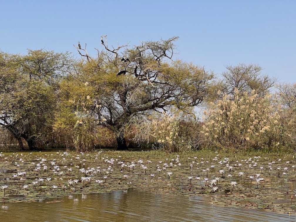 Birds sit in trees above water lilies in Djoudj National Bird Park.