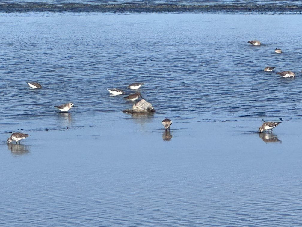 Small wading birds stand in the shallow water in Djoudj.