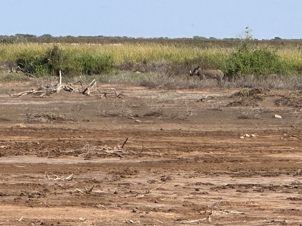 A warthog walks in front of green grass at the shore in Djoudj.