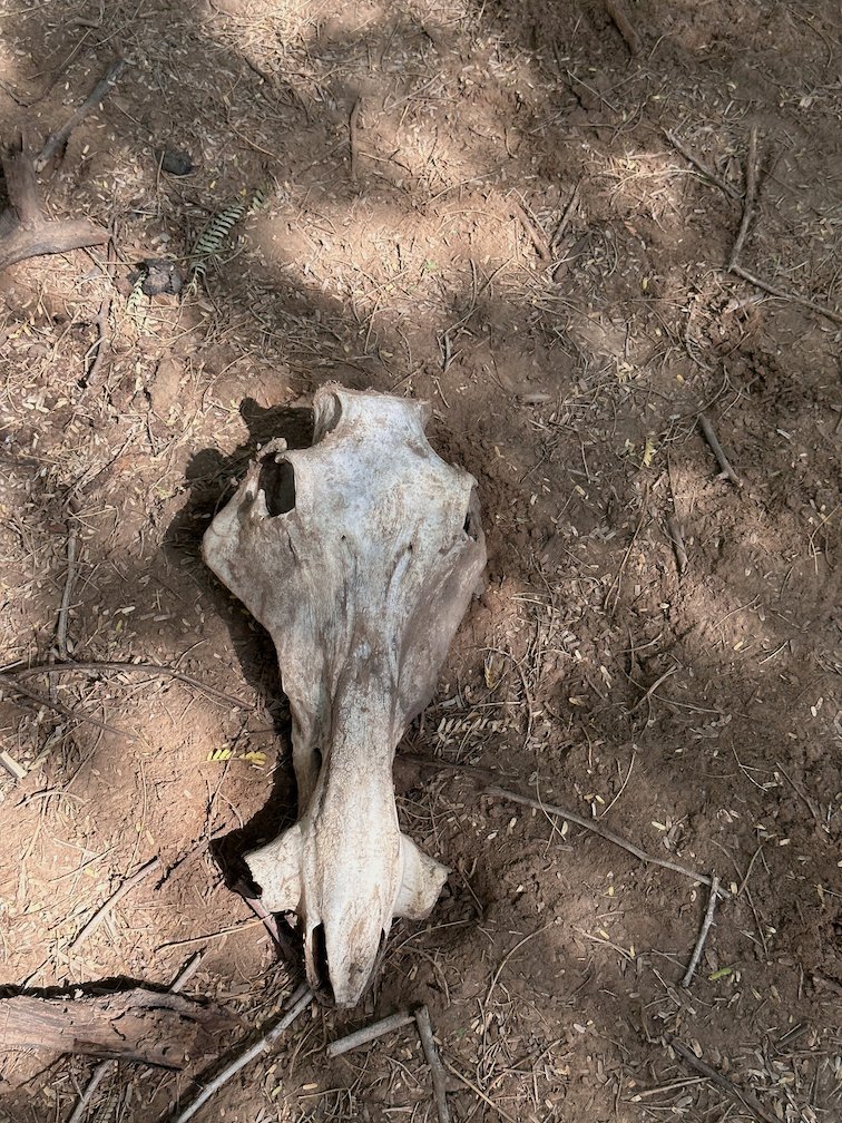 A warthog skull lies on the dry ground in Djoudj.