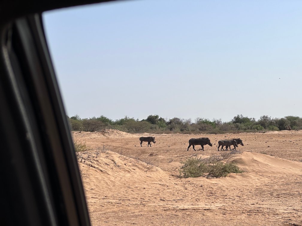Warthogs walk on sandy ground, seen from a car window in Djoudj.