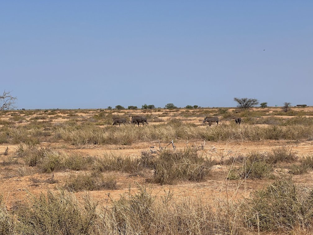 Warthogs walk across dry savanna with acacia trees in Djoudj.