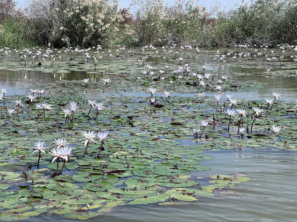 Many white water lilies bloom on the lake in Djoudj.