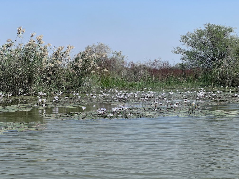 White water lilies grow in front of reeds and bushes in Djoudj.