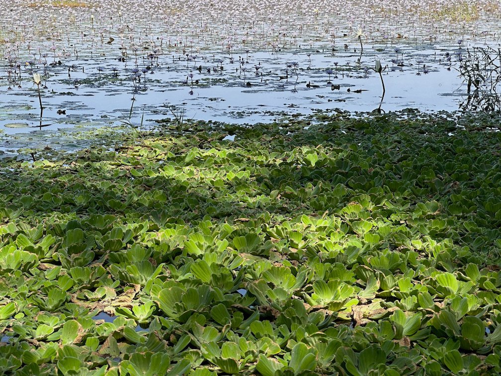 Green floating plants cover the water in the shade in Djoudj.