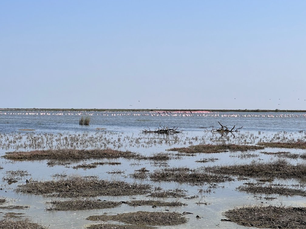 Small mud islands rise from the shallow water in Djoudj.