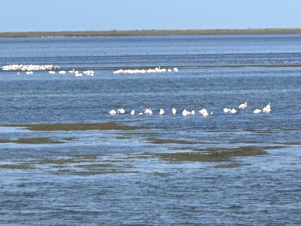 Rows of white pelicans rest on the blue water in Djoudj.