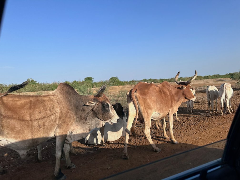 Zebu cattle with long horns stand next to the car near Djoudj.