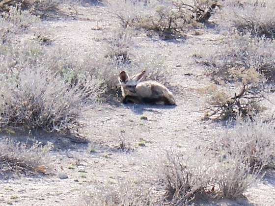 A bat-eared fox with big ears lies between dry shrubs in Etosha National Park, Namibia.