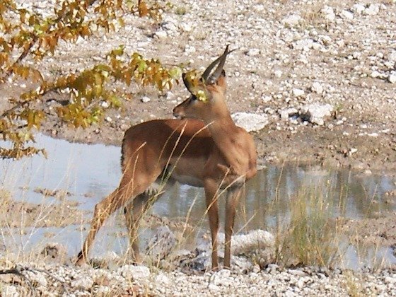 A black-faced impala stands at a small waterhole among white stones in Etosha, Namibia.