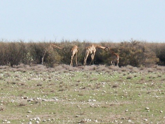 A group of giraffes walks along a line of bushes on the grassy plain in Etosha, Namibia.