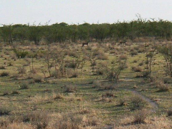 Green bushes and grass cover the savanna under a pale sky in Etosha National Park, Namibia.