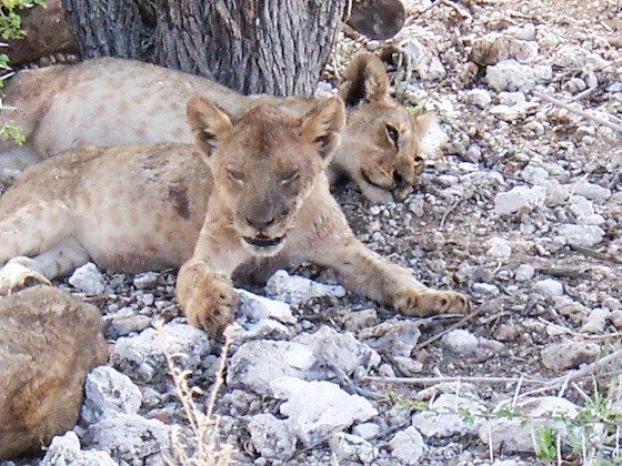 A young lion lies on stony ground and looks ahead in Etosha National Park, Namibia.