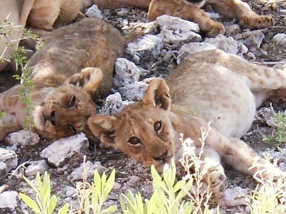 Lion cubs lie with their heads on the stony ground in Etosha National Park, Namibia.