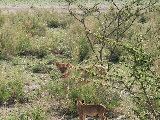 Two lion cubs hide in green bushes on the savanna in Etosha National Park, Namibia.