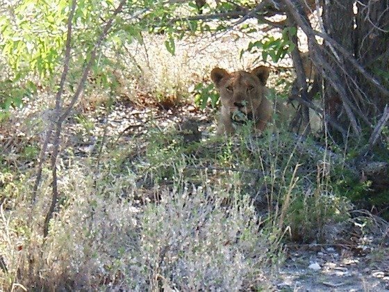 A lion lies in the shade of a bush and looks out in Etosha National Park.