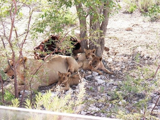 A lion pride rests under trees next to a kill in Etosha National Park, Namibia.