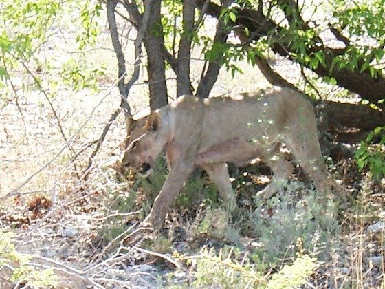 A lioness walks under the low branches of a tree in Etosha National Park, Namibia.