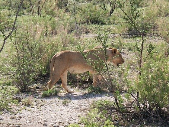 A lioness walks between green bushes in Etosha National Park, Namibia.