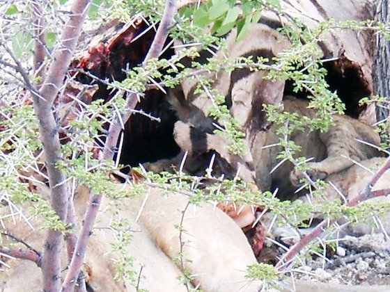 Lions feed on a kill behind thorny branches in Etosha National Park, Namibia.