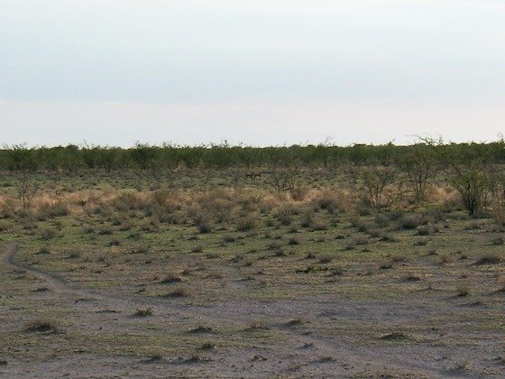 An open grassy plain with a line of bushes stretches across Etosha National Park, Namibia.