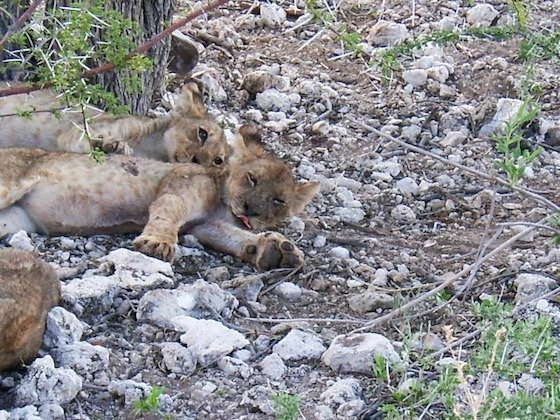 Two young lions lie close together on stones under a tree in Etosha, Namibia.