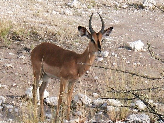 A springbok with curved horns stands among dry bushes and white stones in Etosha, Namibia.