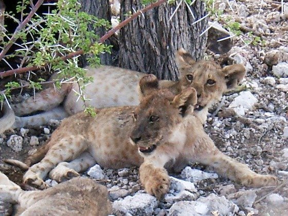 Two young lions rest side by side under a thorn tree in Etosha National Park.
