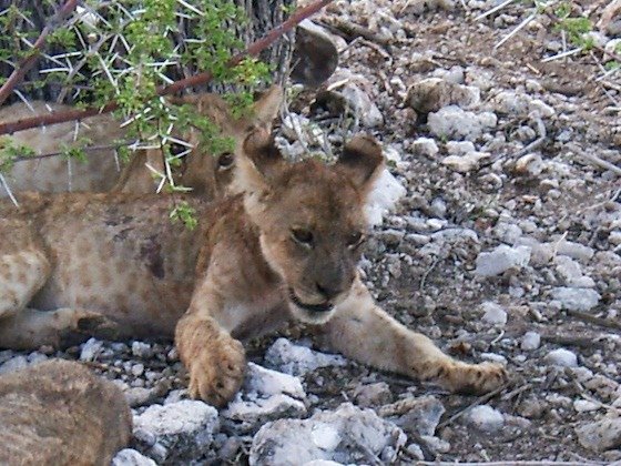 A young lion rests under thorny branches on stony ground in Etosha, Namibia.