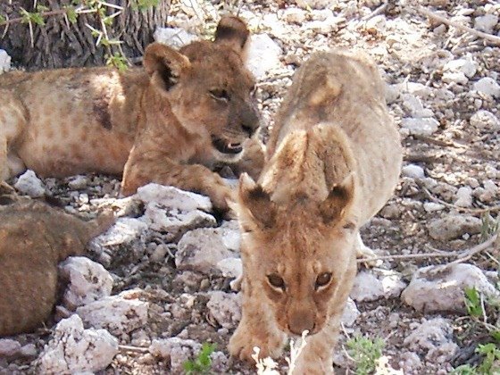 Young lions rest on white stones in the shade of a tree in Etosha, Namibia.